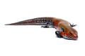 Lepidothyris fernandi fernandi Cameroon adult